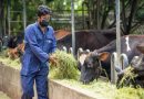 Pelwatte Dairy in JV with global farmtraining provider to upgrade Sri Lanka dairy farmers