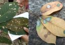 Pesta Leaf Fall Disease Challenges Rubber Production in Sri Lanka, says stakeholders